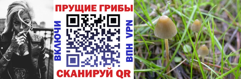 Галлюциногенные грибы прущие грибы  сколько стоит  Ртищево 